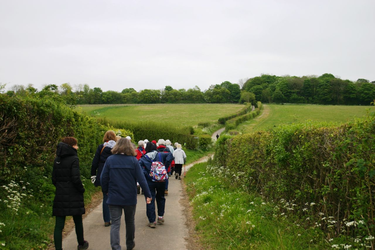 A line of walkers walk down a long winding lane with green hedges either side and green fields beyond